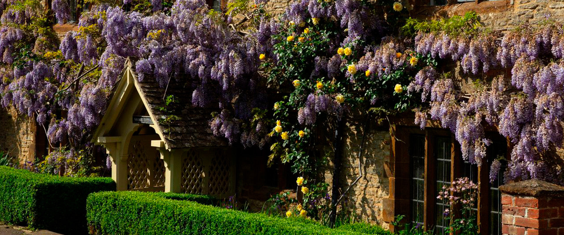 Buddleia growing on cottage wall - Grange Aromas - Luxury home fragrances handmade in the Cotswolds