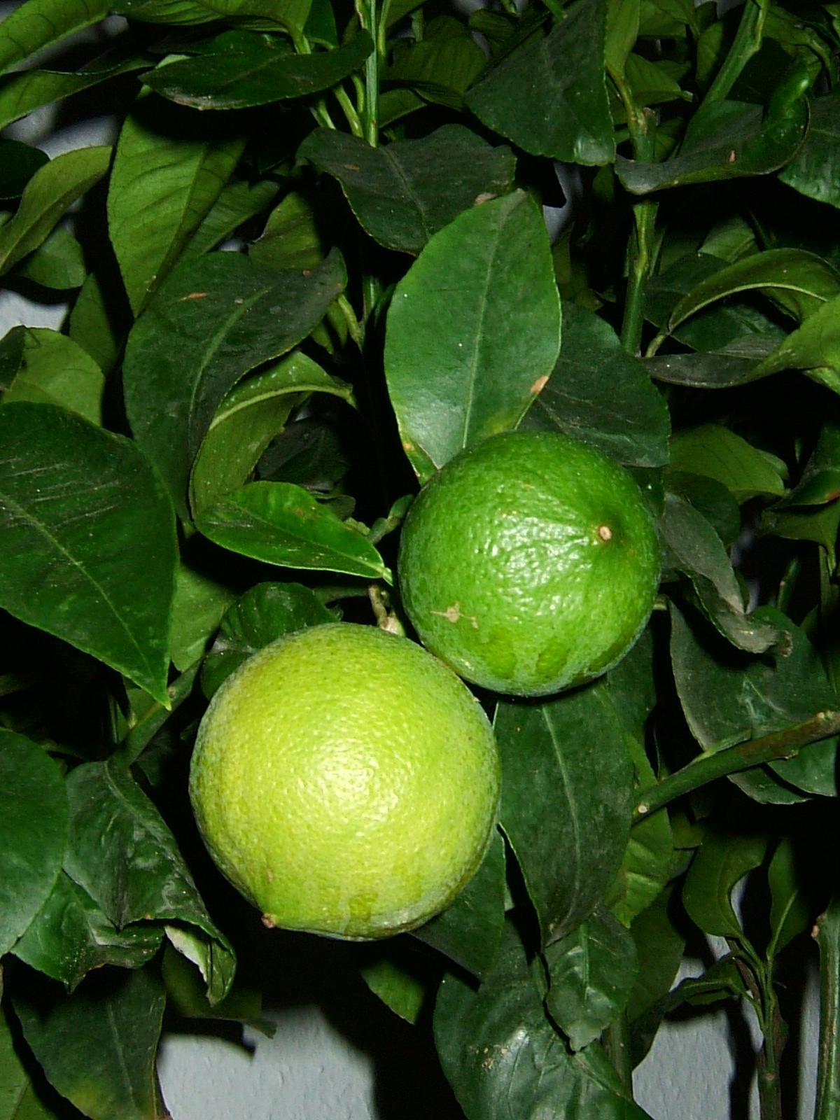 bergamot
