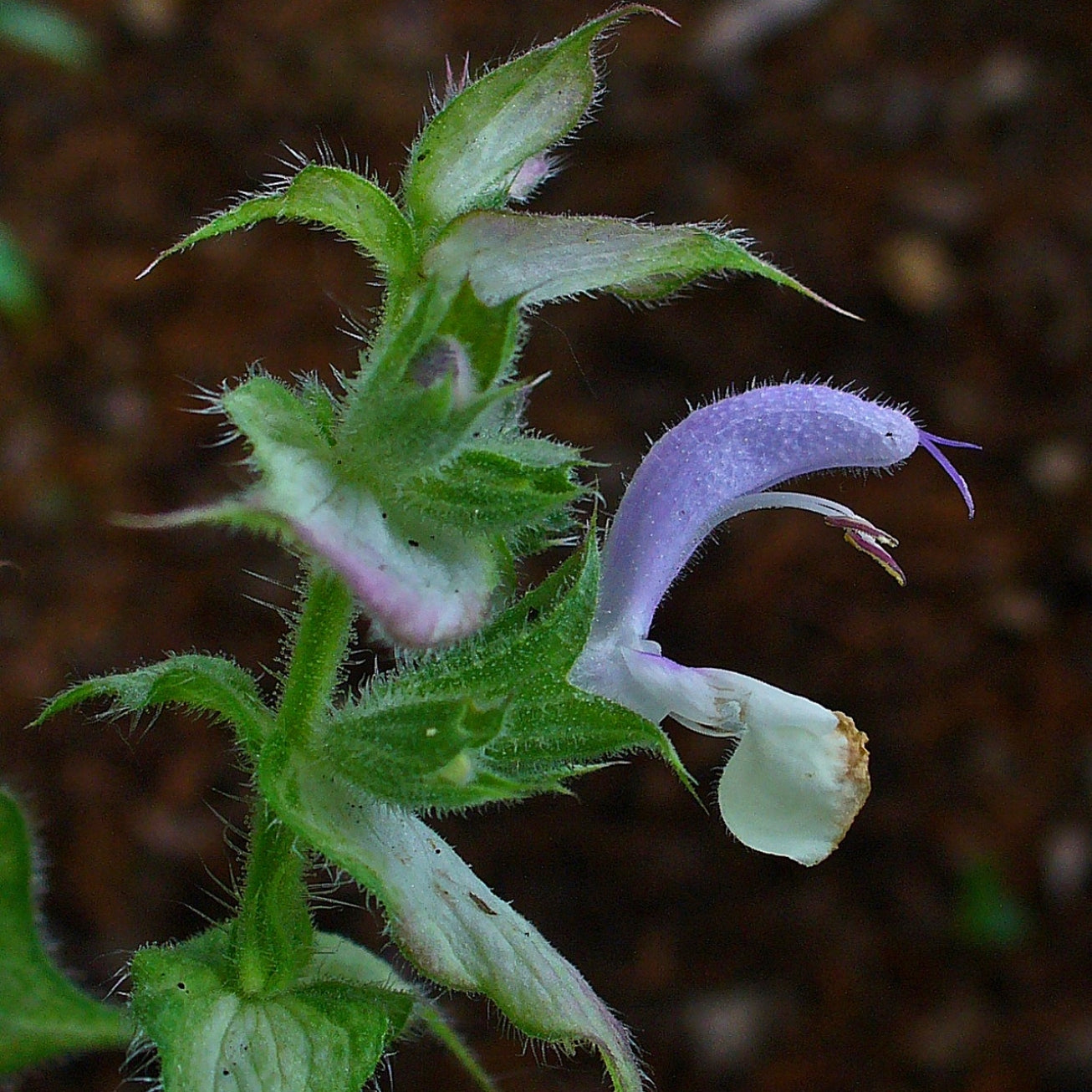 clary sage
