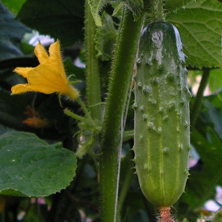 cucumber