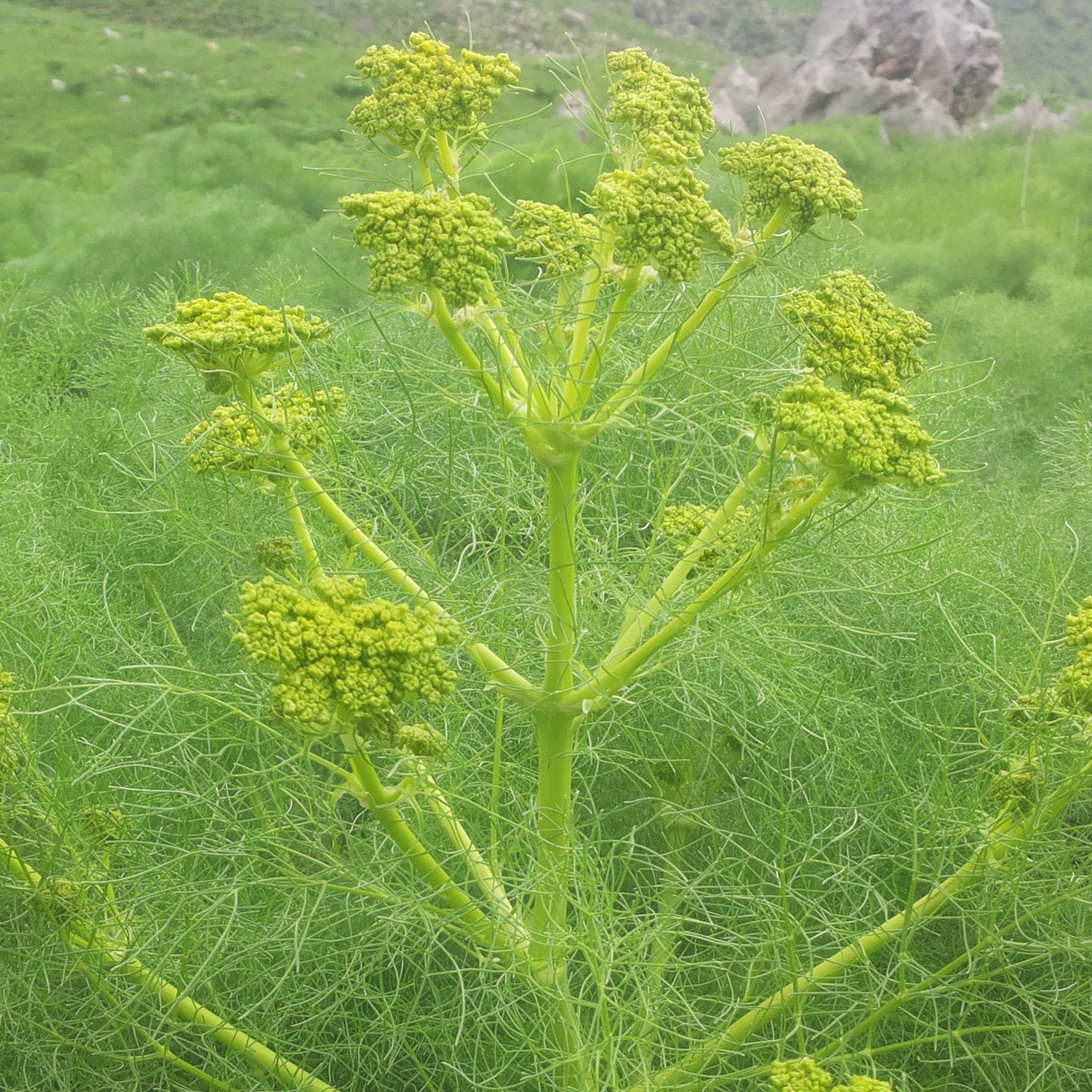 galbanum