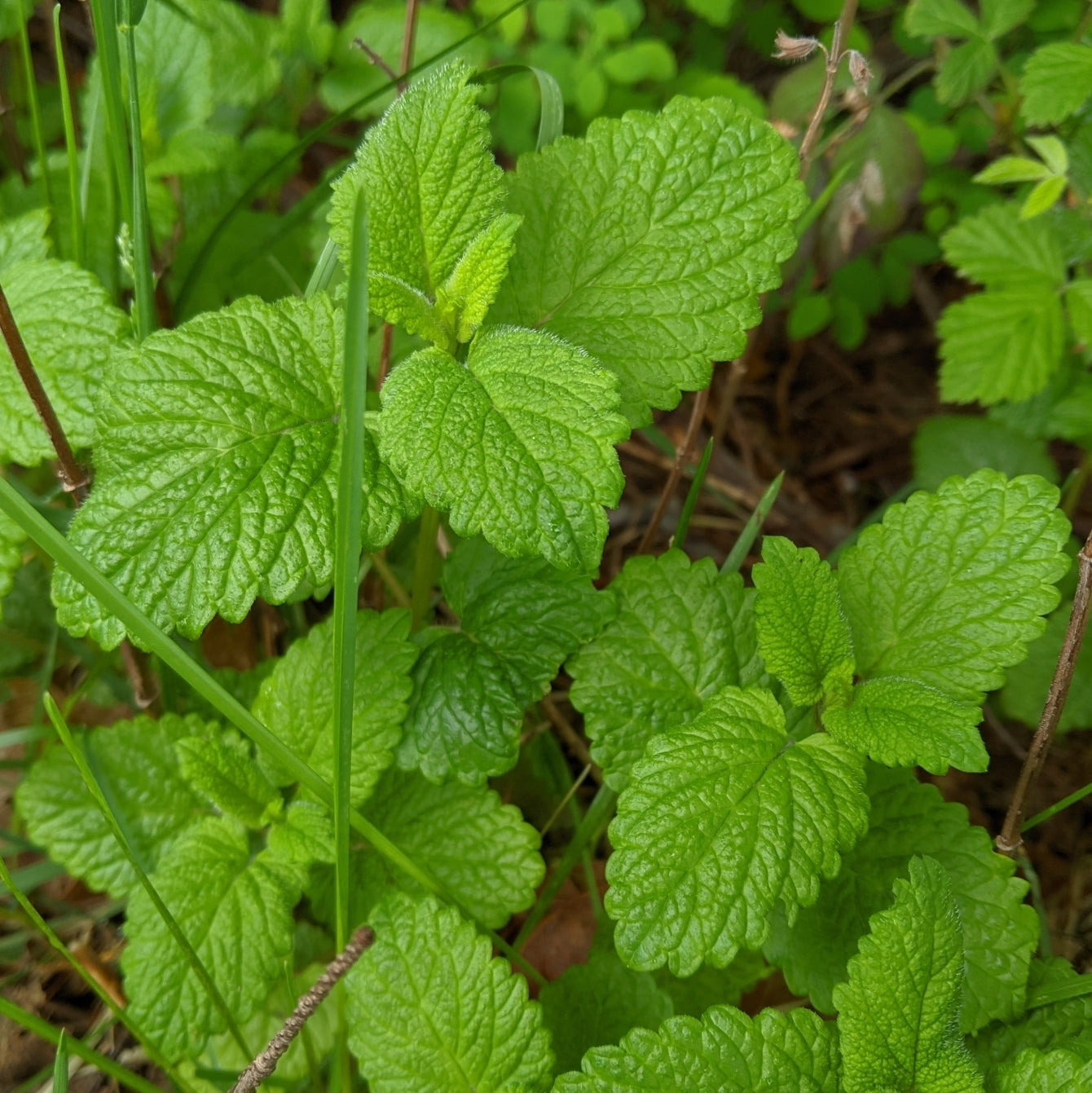 lemon balm