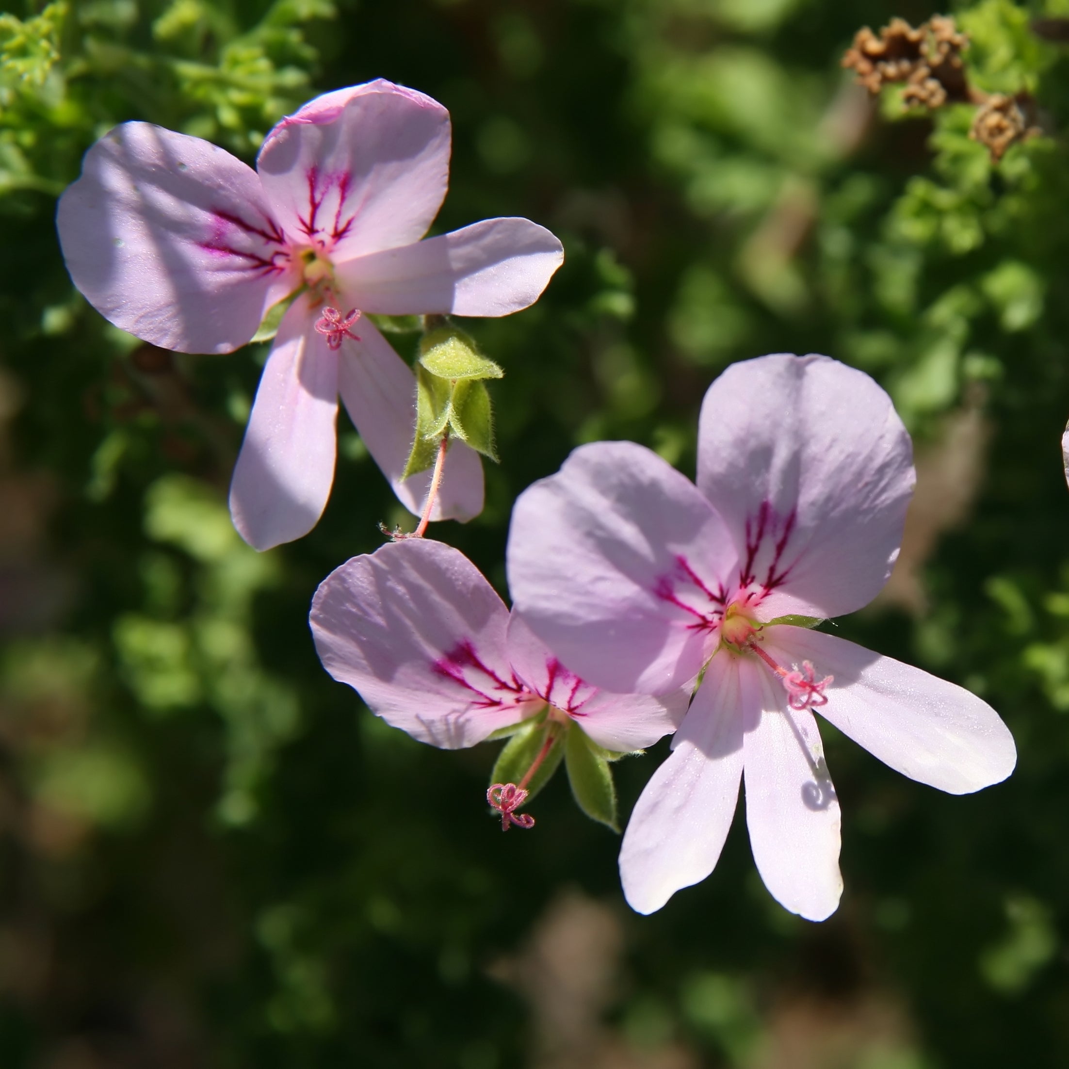 lemon geranium