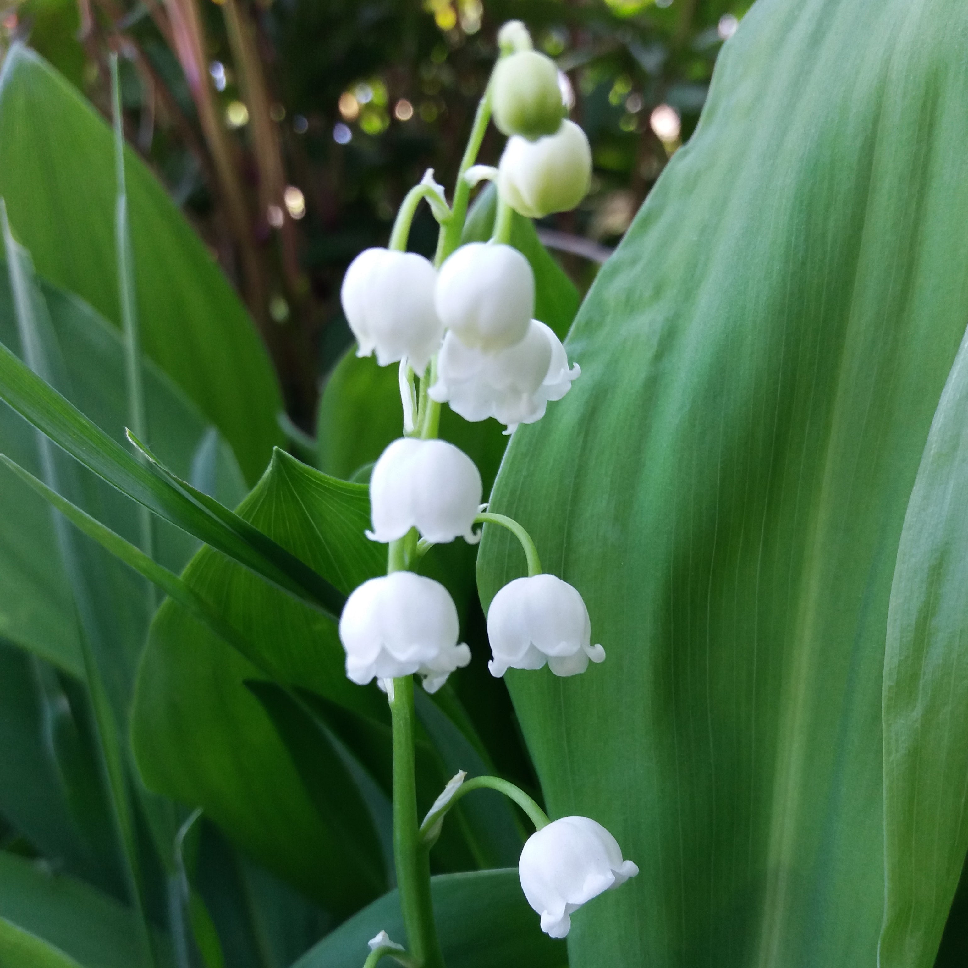 lily of the valley
