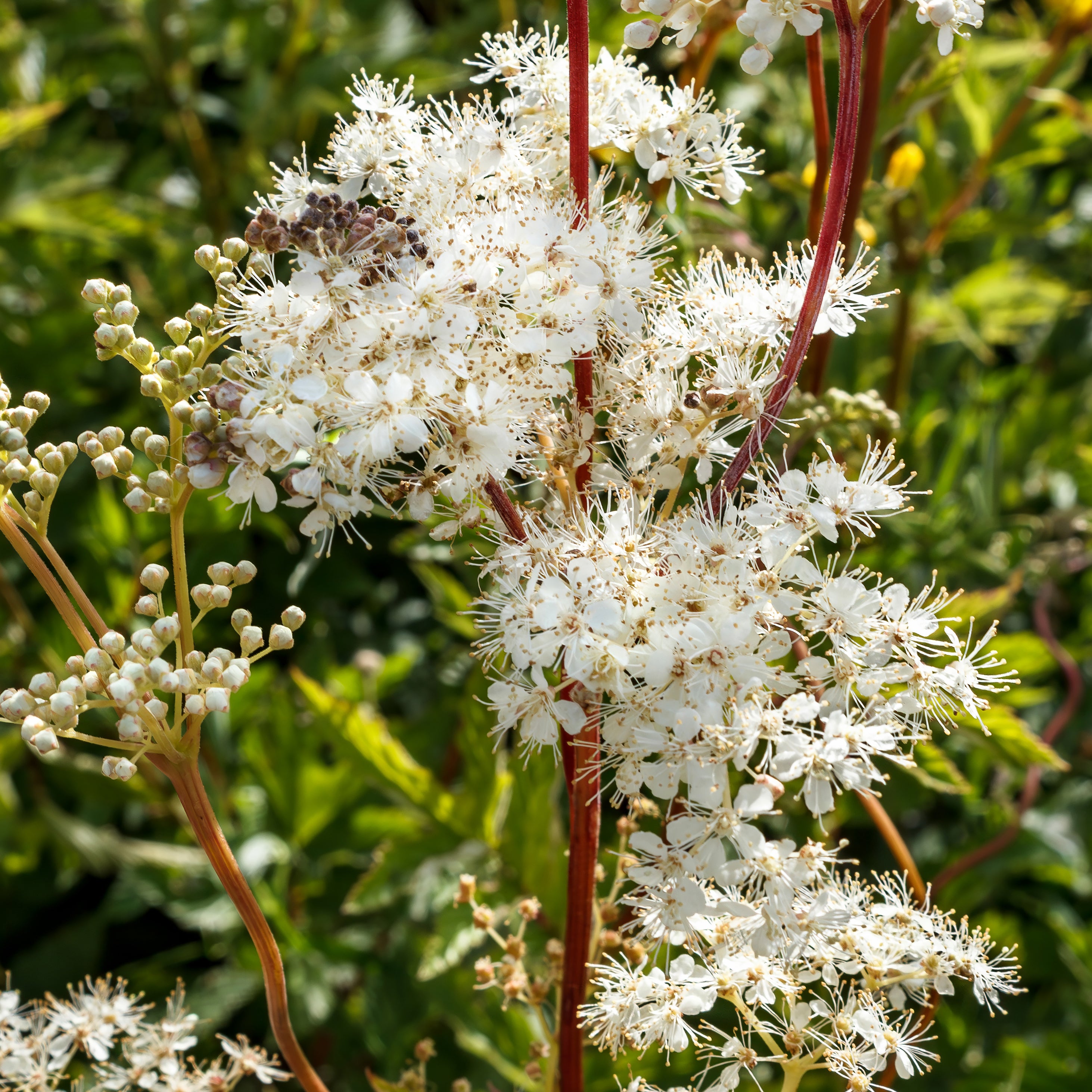 meadowsweet