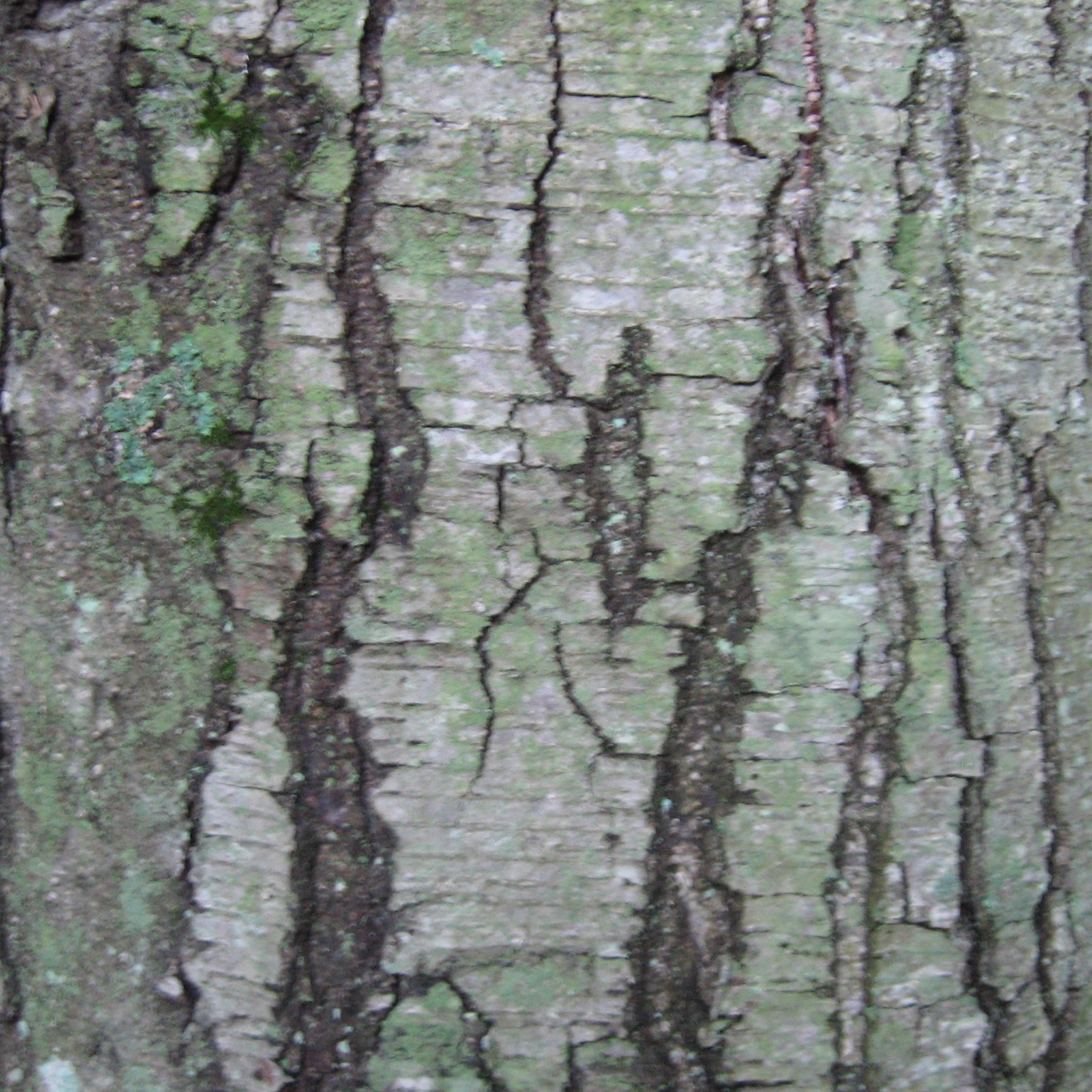 sweet birch