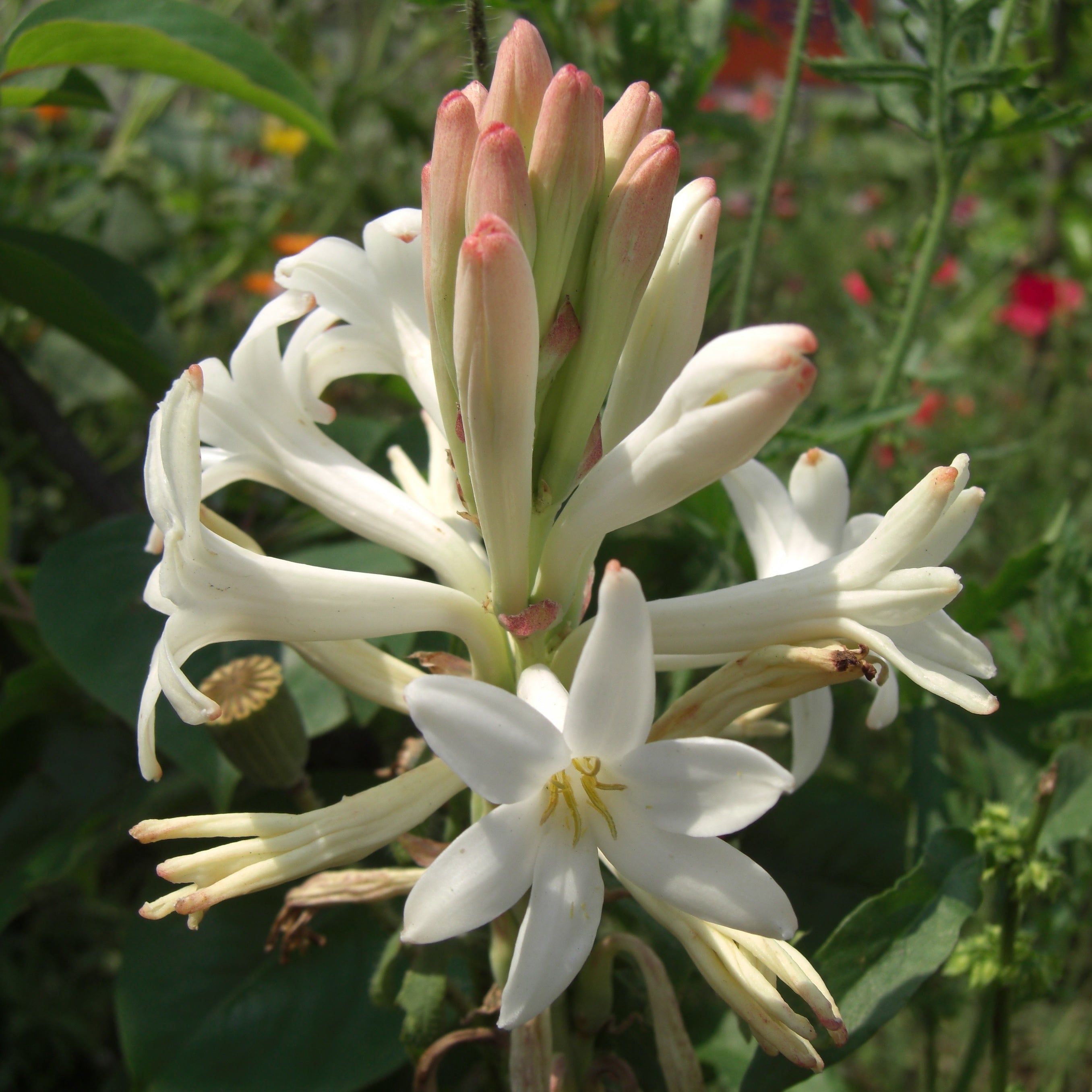 tuberose